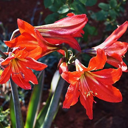 Flower Garden Rhapsody - Modern Family Apartments Near Fazana Bagian luar foto