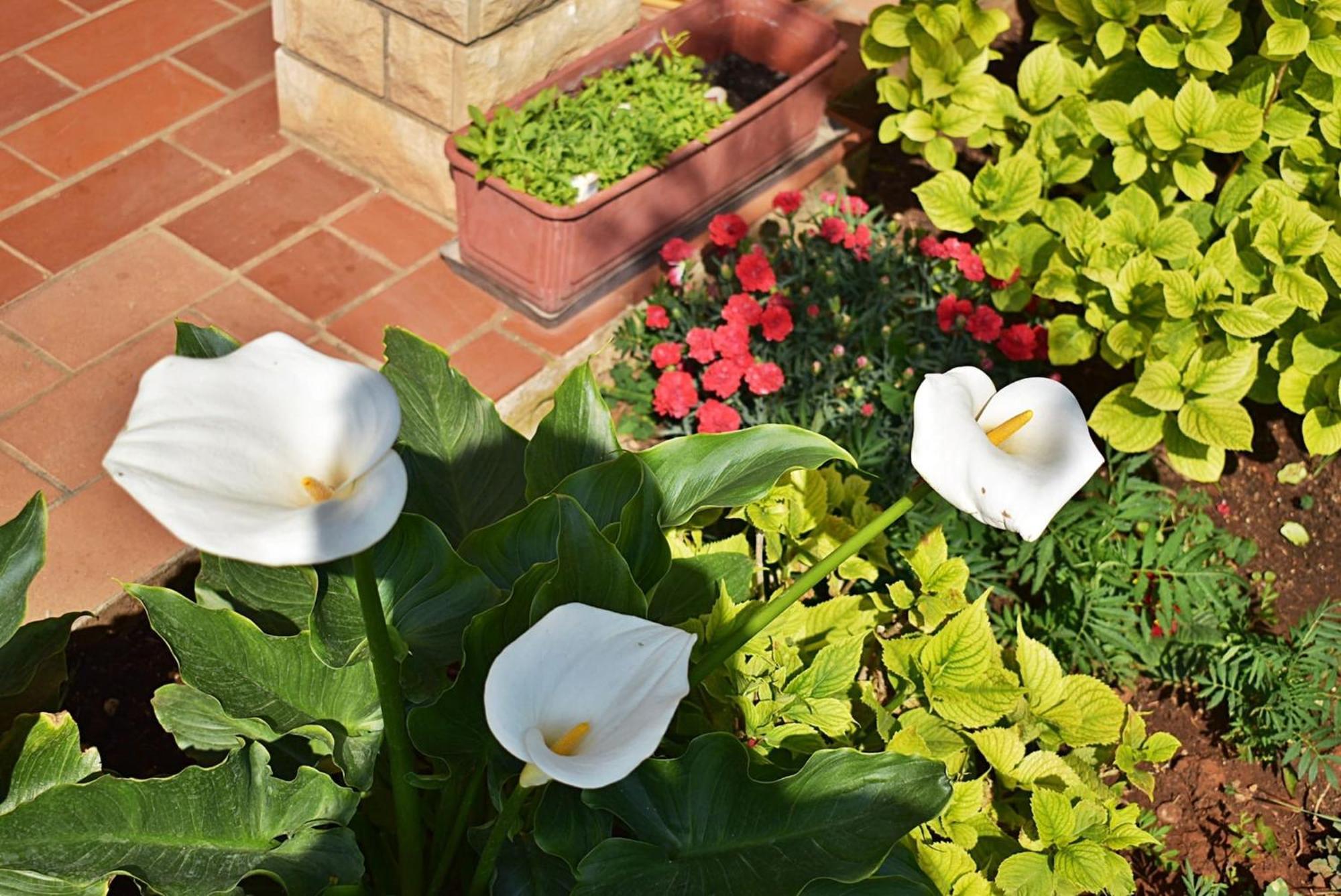 Flower Garden Rhapsody - Modern Family Apartments Near Fazana Bagian luar foto