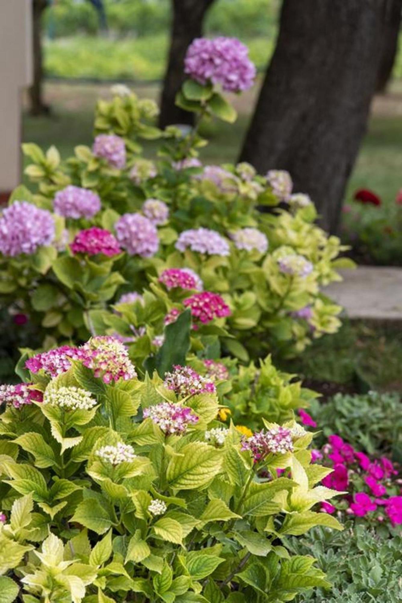 Flower Garden Rhapsody - Modern Family Apartments Near Fazana Bagian luar foto